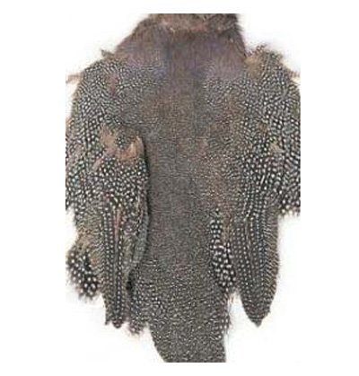 Guinea fowl natural