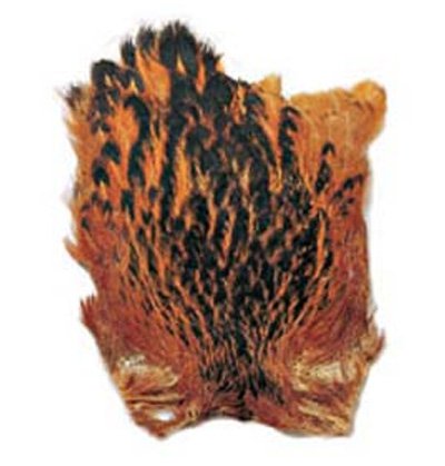 Domestic Hen Neck